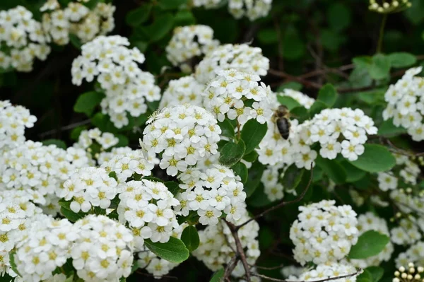 Vacker Våren Bakgrund Med Blommande Buske — Stockfoto