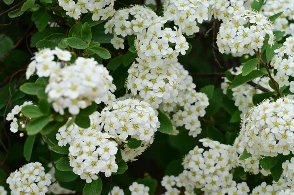 Vacker Våren Bakgrund Med Blommande Buske — Stockfoto