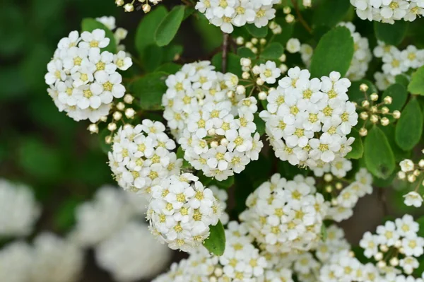 Hermoso Fondo Primavera Con Arbusto Floreciente —  Fotos de Stock