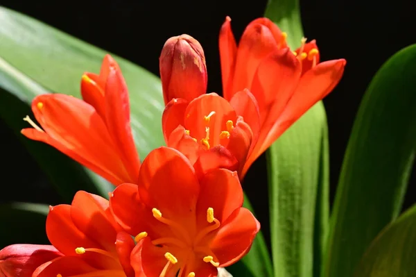 Perto Belas Flores Primavera — Fotografia de Stock