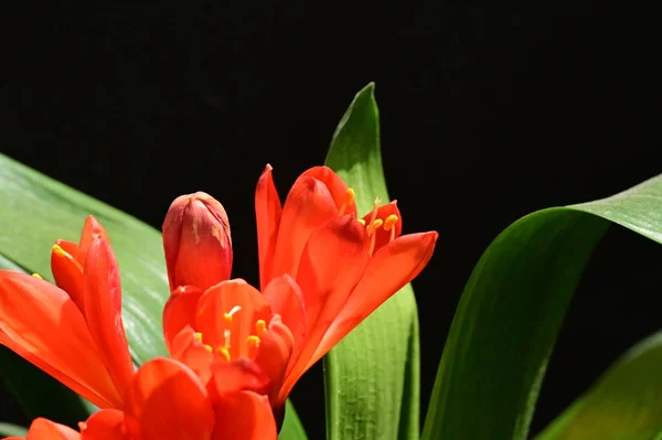Закройте Красивые Цветы Весной — стоковое фото