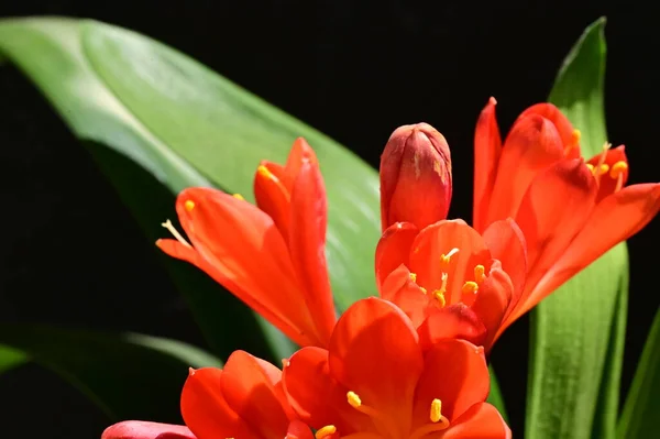 Close Beautiful Flowers Spring — Stock Photo, Image