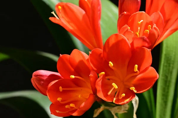 Primer Plano Hermosas Flores Primavera — Foto de Stock