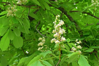 Çiçek açan kestane ağacıyla güzel bir bahar arkaplanı