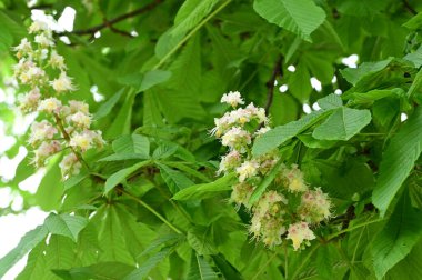 Çiçek açan kestane ağacıyla güzel bir bahar arkaplanı