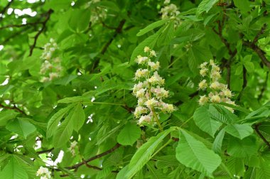 Çiçek açan kestane ağacıyla güzel bir bahar arkaplanı