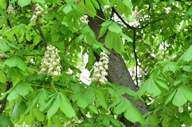 Çiçek açan kestane ağacıyla güzel bir bahar arkaplanı