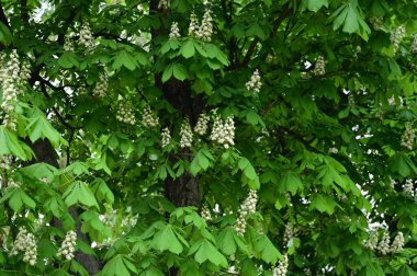 Çiçek açan kestane ağacıyla güzel bir bahar arkaplanı