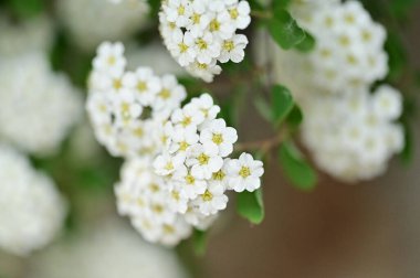 Çiçek açan çalılarla güzel bir bahar arkaplanı