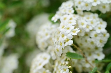 Çiçek açan çalılarla güzel bir bahar arkaplanı