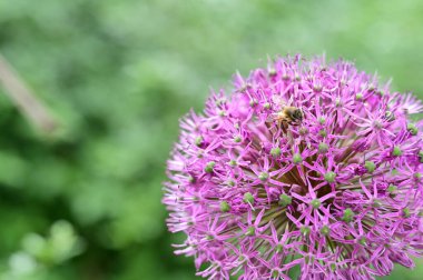 Arı ile güzel çiçeğin yakın çekimi