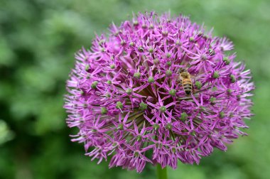 Arı ile güzel çiçeğin yakın çekimi