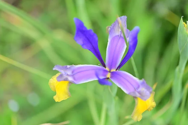 Beautiful Iris Flower Growing Garden Spring — ストック写真
