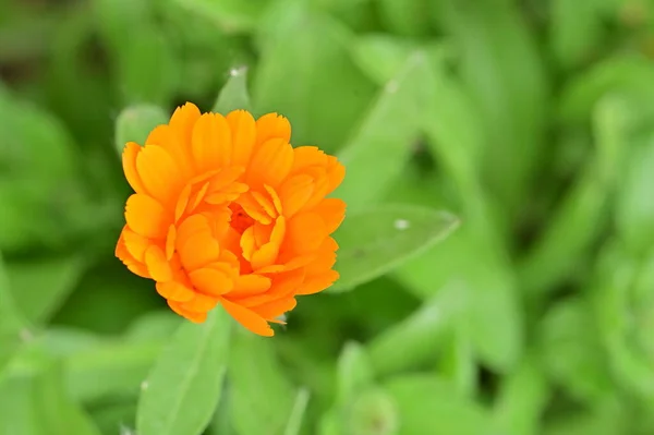 Beautiful Flower Growing Garden Spring — Stock Photo, Image