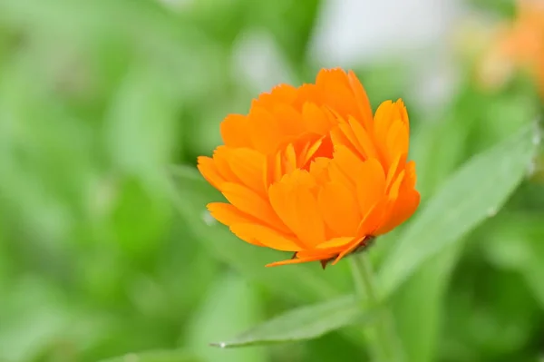Beautiful Flower Growing Garden Spring — 图库照片