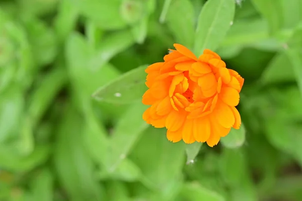Beautiful Flower Growing Garden Spring — Stock fotografie