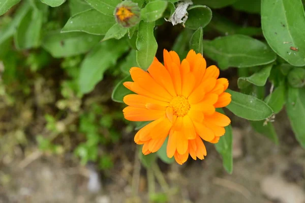 Bela Flor Crescendo Jardim Primavera — Fotografia de Stock