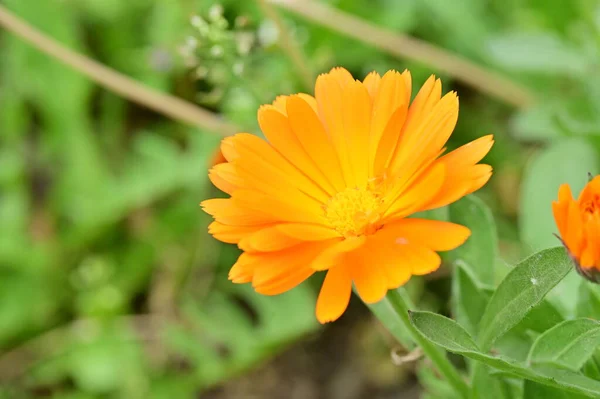 Όμορφο Λουλούδι Που Αναπτύσσεται Στον Κήπο Την Άνοιξη — Φωτογραφία Αρχείου