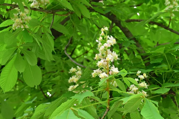 stock image beautiful spring background with blooming chestnut tree