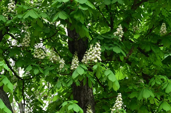 stock image beautiful spring background with blooming chestnut tree