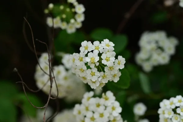 Hermoso Fondo Primavera Con Arbusto Floreciente — Foto de Stock