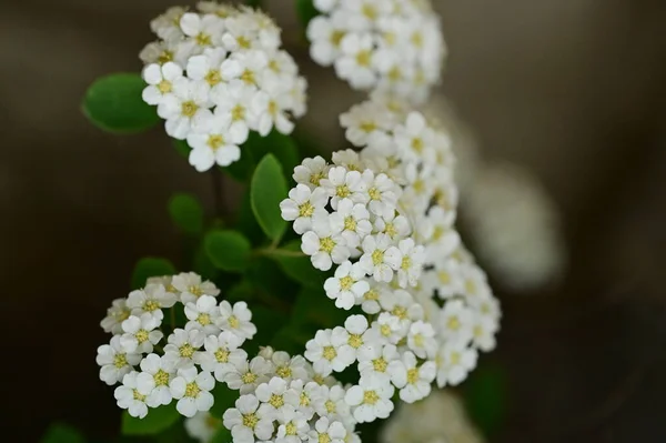 Krásné Jarní Pozadí Kvetoucím Keřem — Stock fotografie