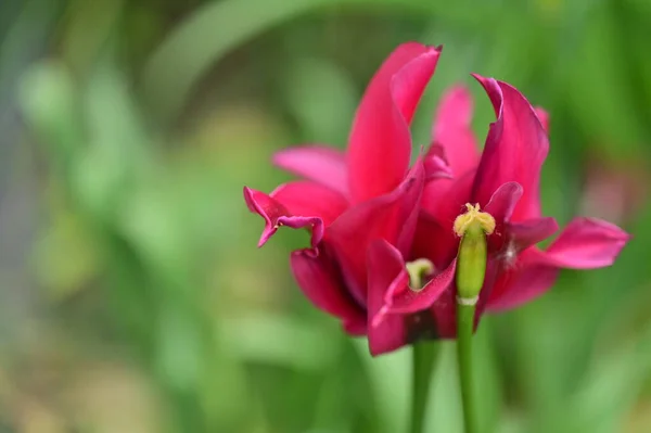 Piękny Tulipan Ogrodzie — Zdjęcie stockowe