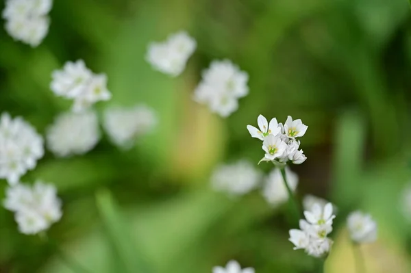 Beautiful Flowers Growing Garden Spring — Stockfoto