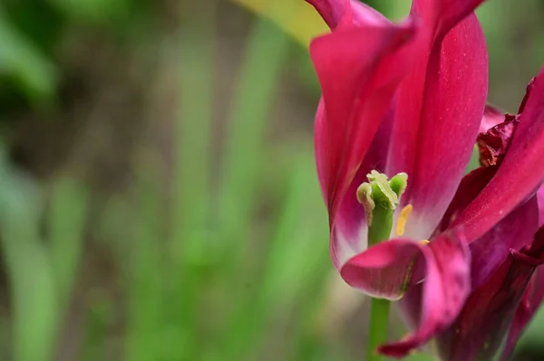 Gyönyörű Tulipán Kertben — Stock Fotó