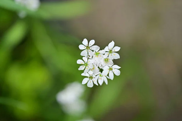 春に庭で成長する美しい花 — ストック写真