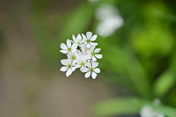 Красива Квітка Росте Саду Навесні — стокове фото