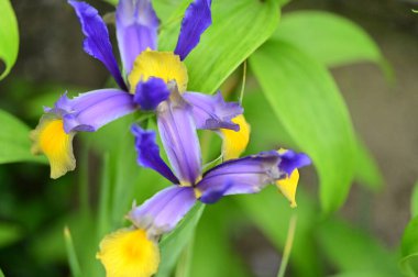 beautiful  flowers  growing in garden in spring 