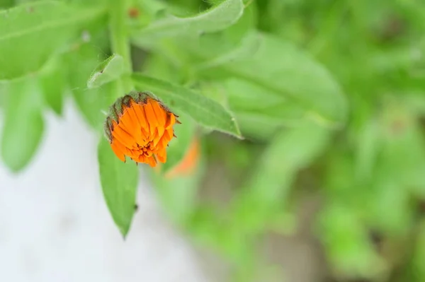 Schöne Blume Die Frühling Garten Wächst — Stockfoto