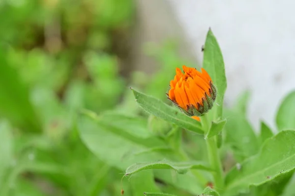 Baharda Bahçede Yetişen Güzel Çiçek — Stok fotoğraf