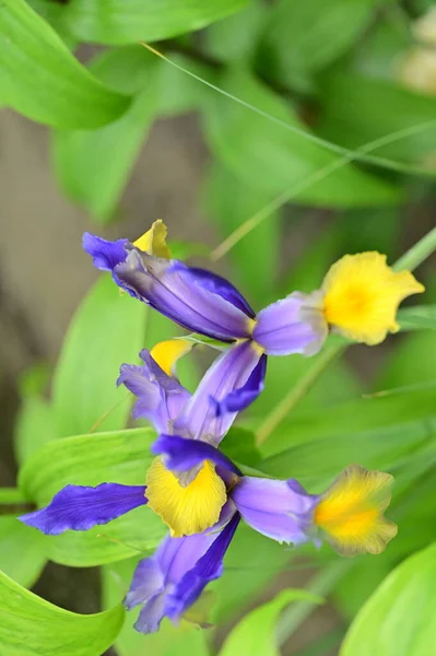 Beautiful Flowers Growing Garden Spring — Stok fotoğraf