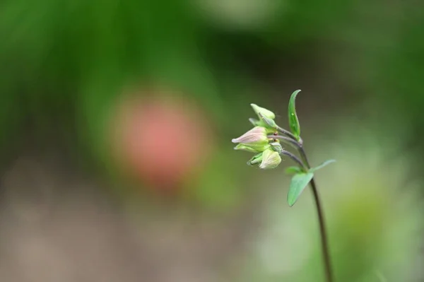 Красивый Цветок Растет Саду Весной — стоковое фото