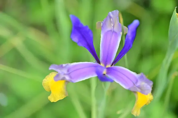 Lkbaharda Bahçede Büyüyen Güzel Iris Çiçeği — Stok fotoğraf