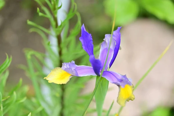 Beautiful Iris Flower Growing Garden Spring — Stok fotoğraf