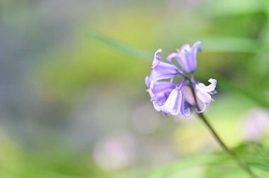 beautiful  flower  growing in garden in spring 