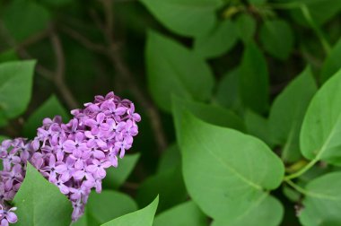 Bahçedeki güzel leylak çiçekleri
