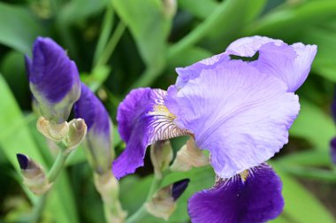 beautiful  iris flower  growing in garden in spring 
