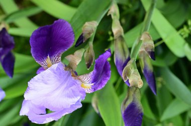 beautiful  flowers  growing in garden in spring 
