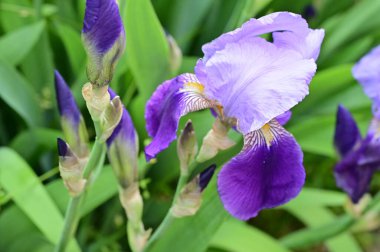 beautiful  flowers  growing in garden in spring 