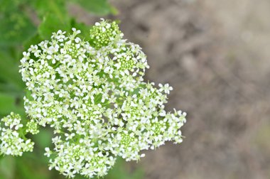 Bahçedeki güzel beyaz çiçekler