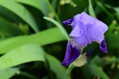beautiful  flower  growing in garden in spring 