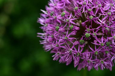 Bahçedeki güzel mor çiçekler