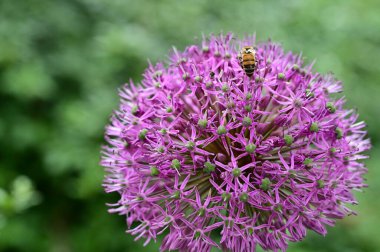 Arı ile güzel çiçeğin yakın çekimi