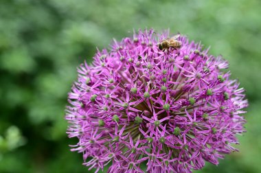Arı ile güzel çiçeğin yakın çekimi