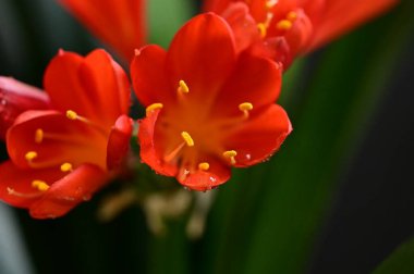 beautiful  flowers  growing in garden in spring 