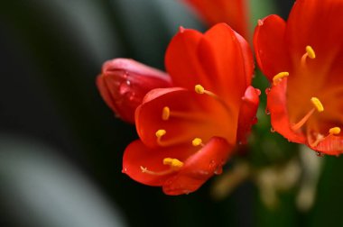 beautiful  flowers  growing in garden in spring 